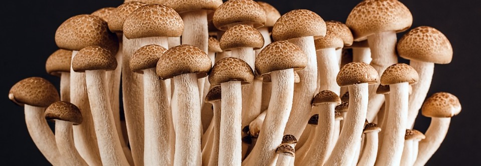 Brain Boosting Mushrooms