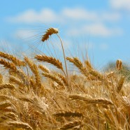 Why is Wheat Aging and Why Does It Spike Blood Sugar?