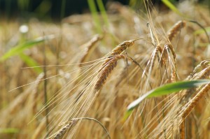 wheat-394164_1280