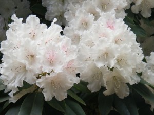 rhododendron-232767_1280