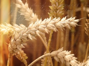 wheat-field-640644_1280