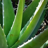 Is Aloe Vera Good for IBD – Ulcerative Colitis