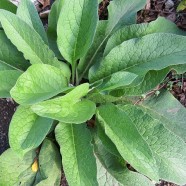 Comfrey is Safe and Highly Beneficial