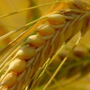 Gluten Alert: FDA Implements New Standards