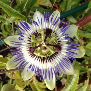 Passionflowers Calming and Healing Benefits