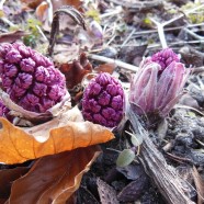 Butterbur Alleviates Seasonal Allergies and Migraines