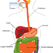 Main Causes of Inflammatory Bowel Disease